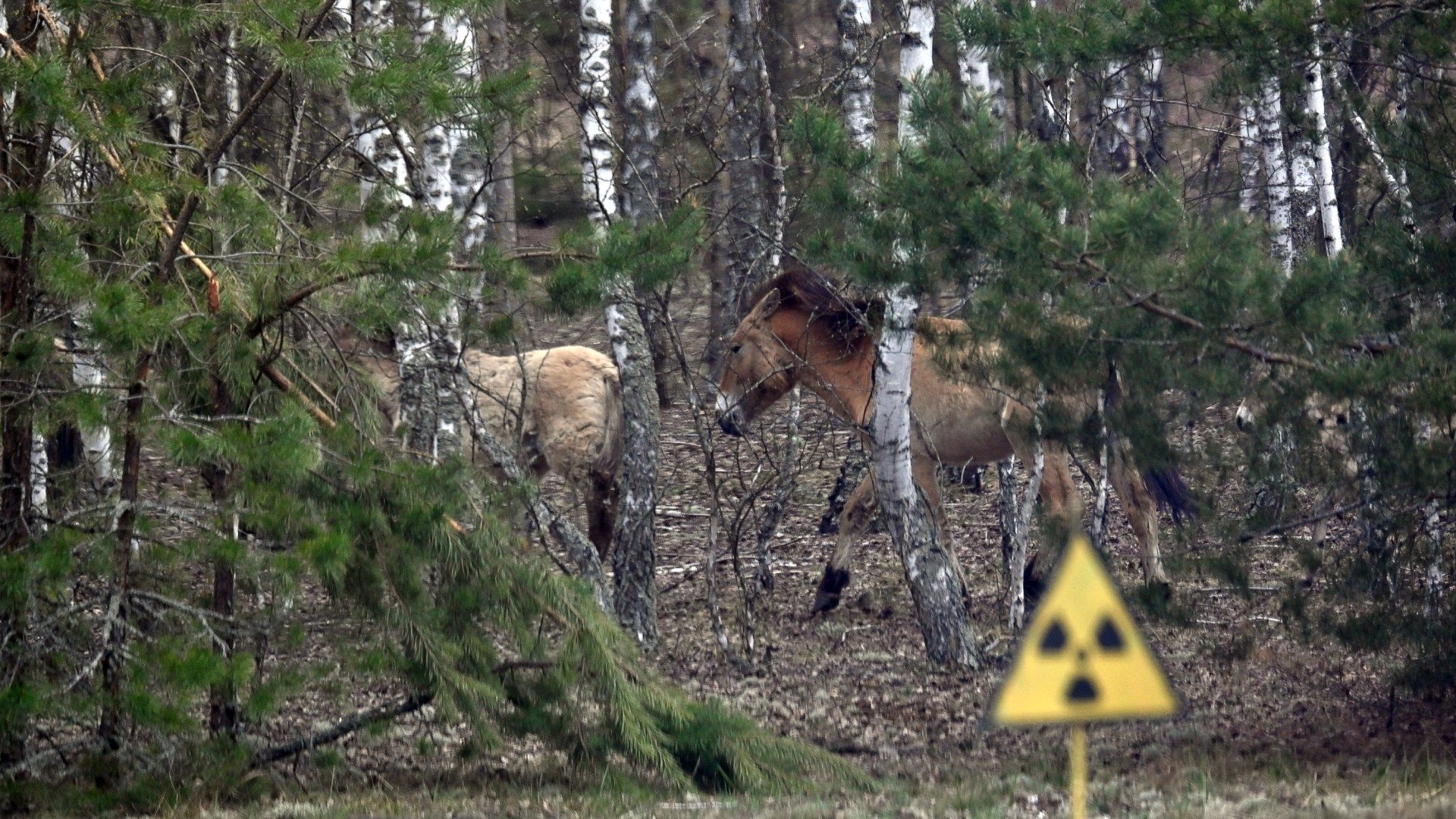 Caballos salvajes de Przewalski, una especie en peligro de extinción nativa de Asia que ha prosperado en una zona contaminada por radiación, deambulan cerca de un camino forestal en la zona de Chernóbil el 23 de abril de 2026.